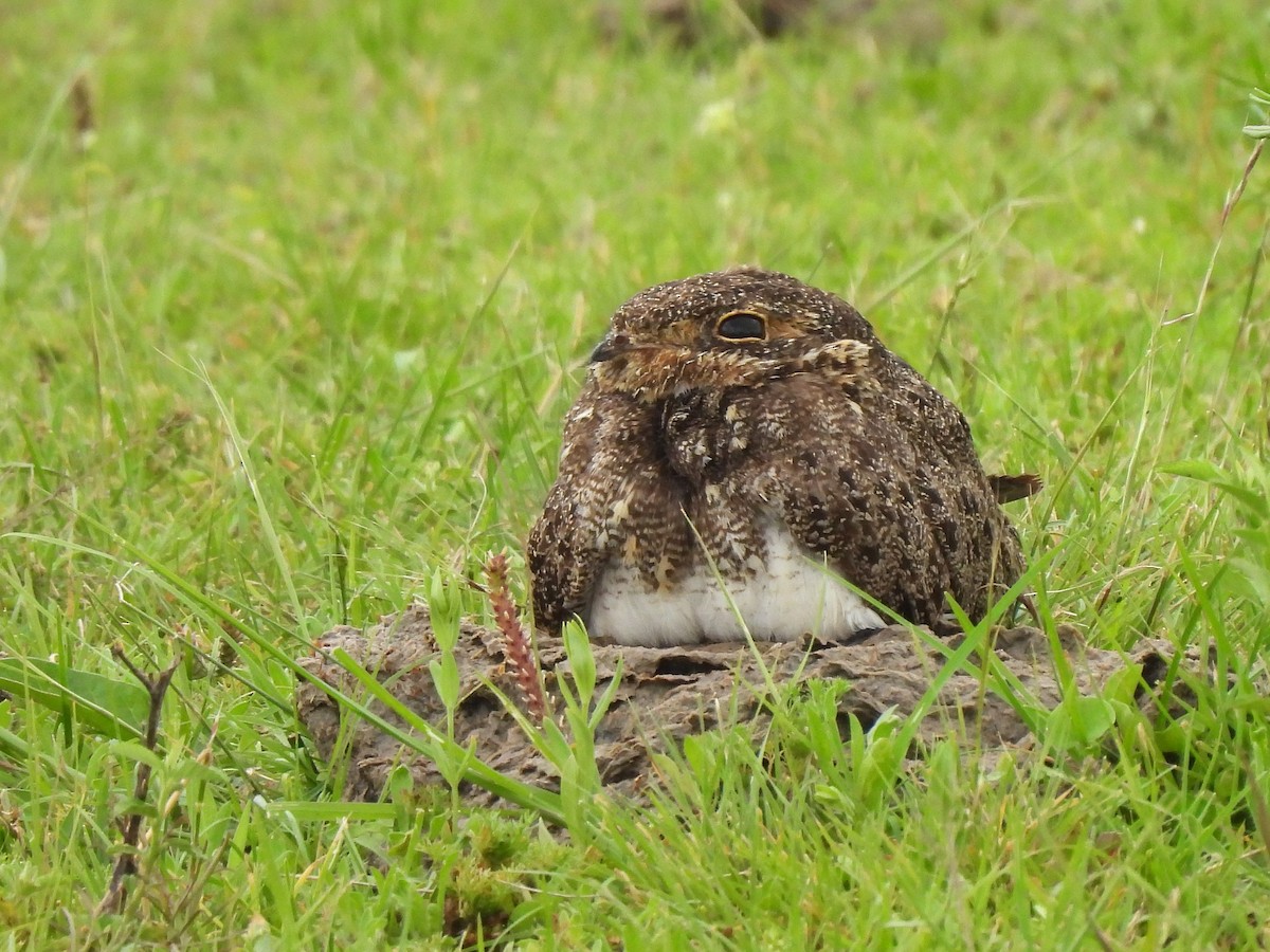 Nacunda Nighthawk - ML645581148