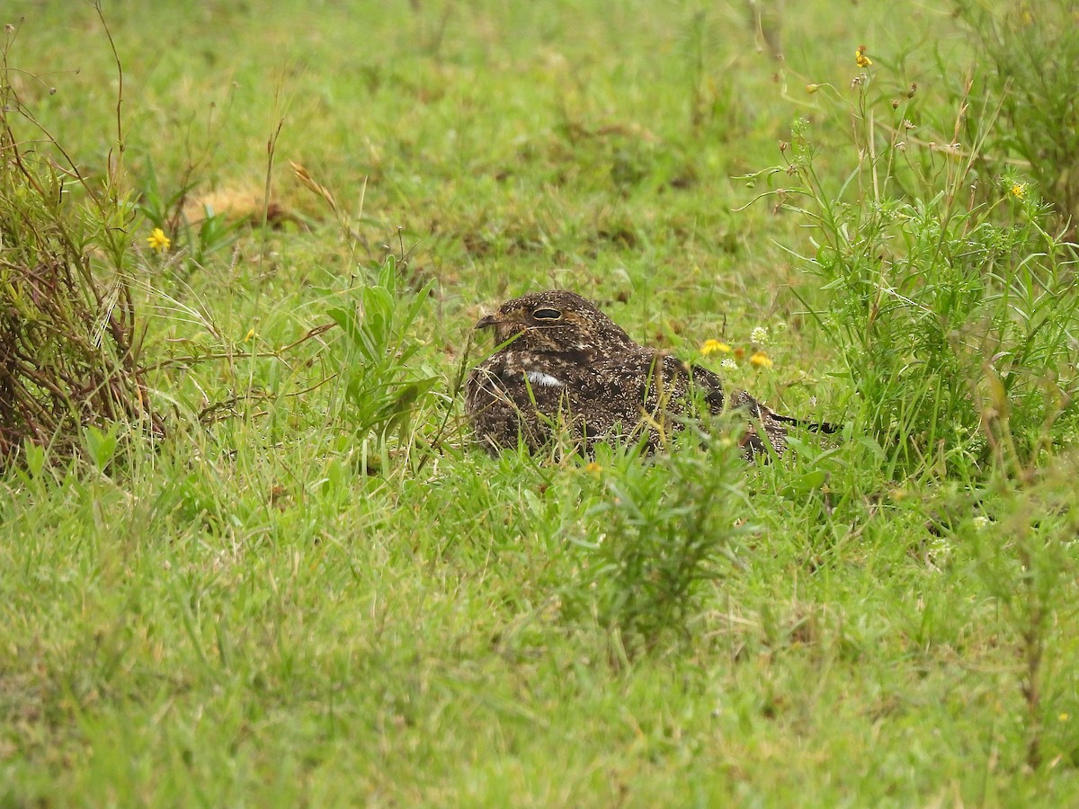 Nacunda Nighthawk - ML645581149