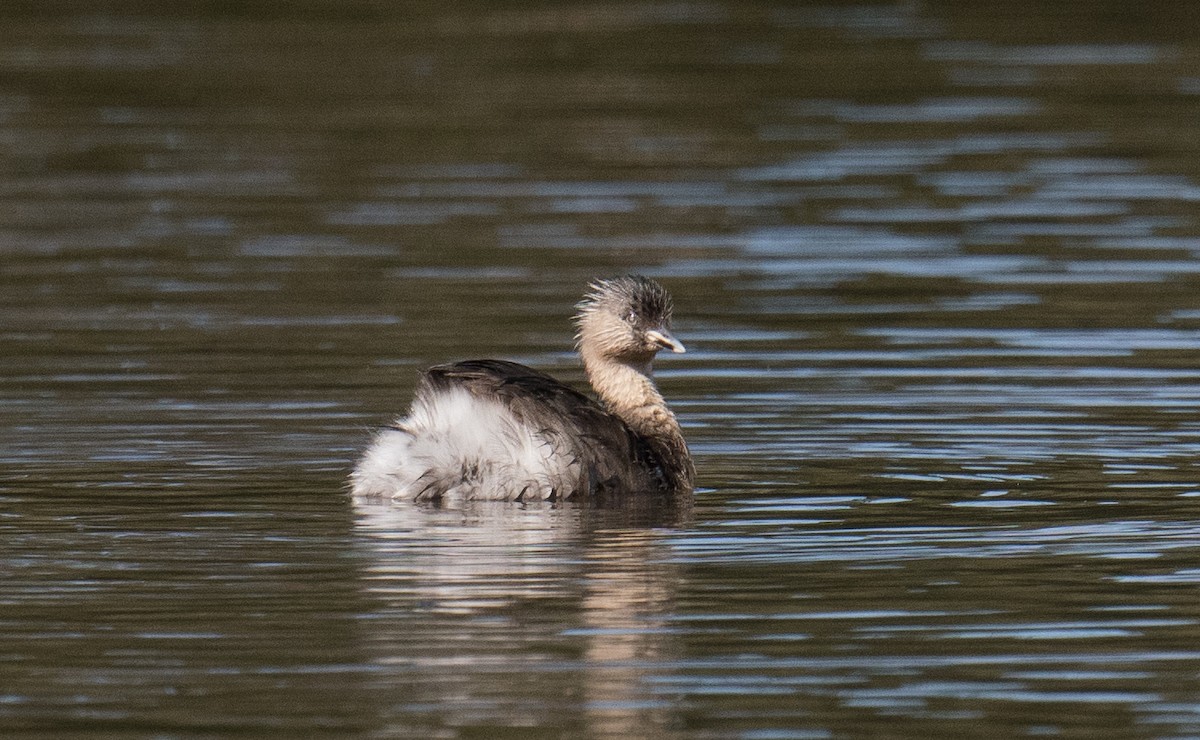 Hoary-headed Grebe - ML645581150