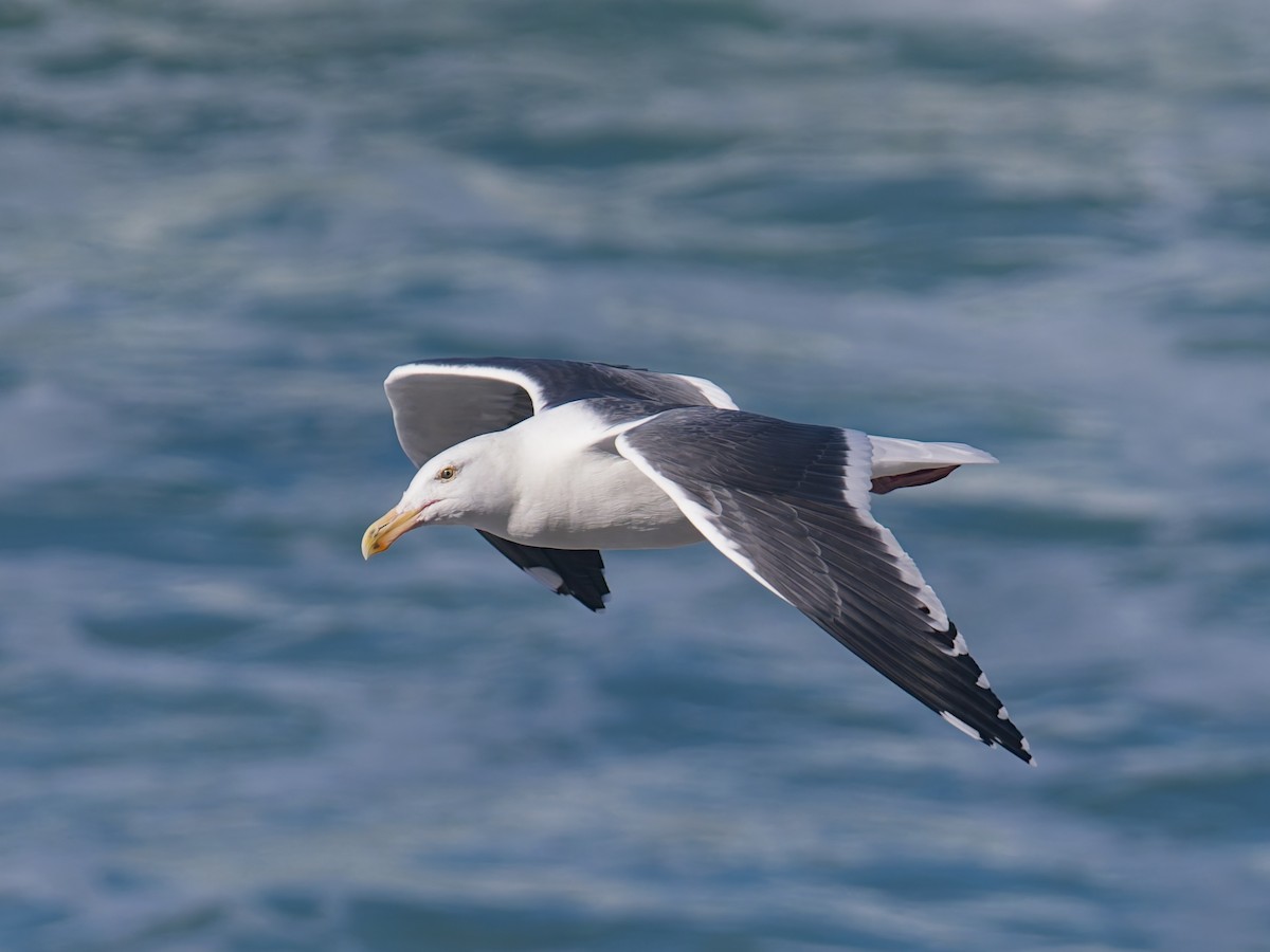 Western Gull - ML645581151
