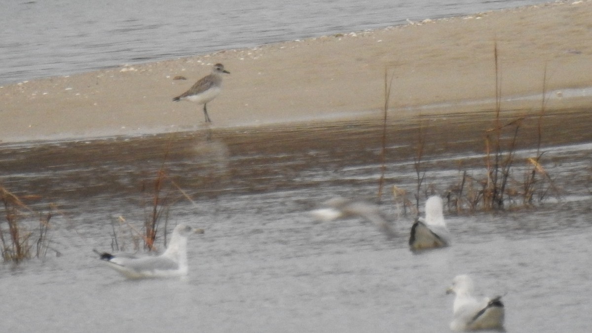 Black-bellied Plover - ML645581152