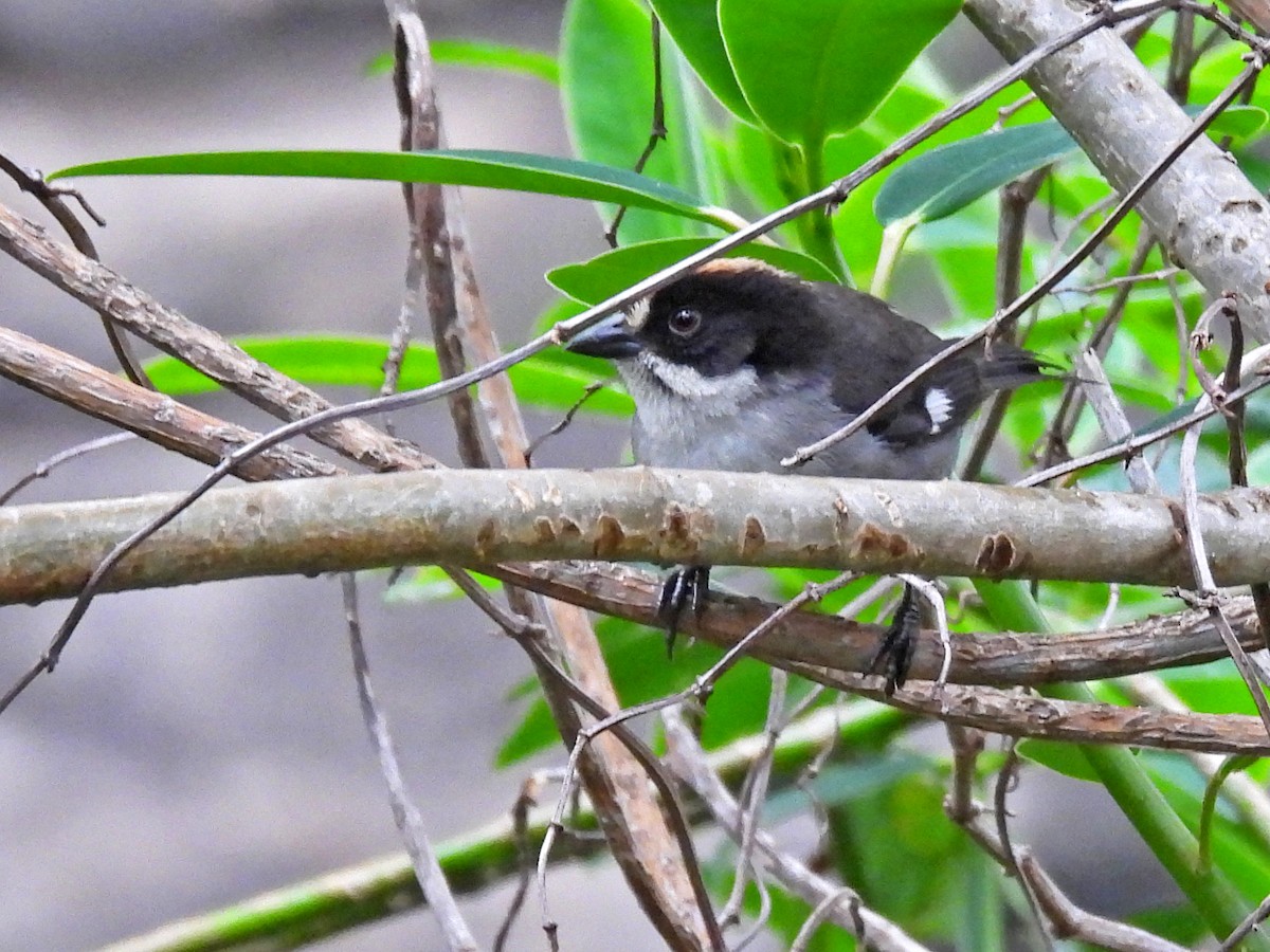 White-winged Brushfinch - ML645581154