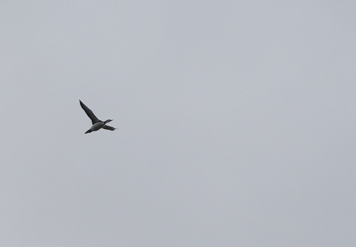 Common Loon - ML645581155