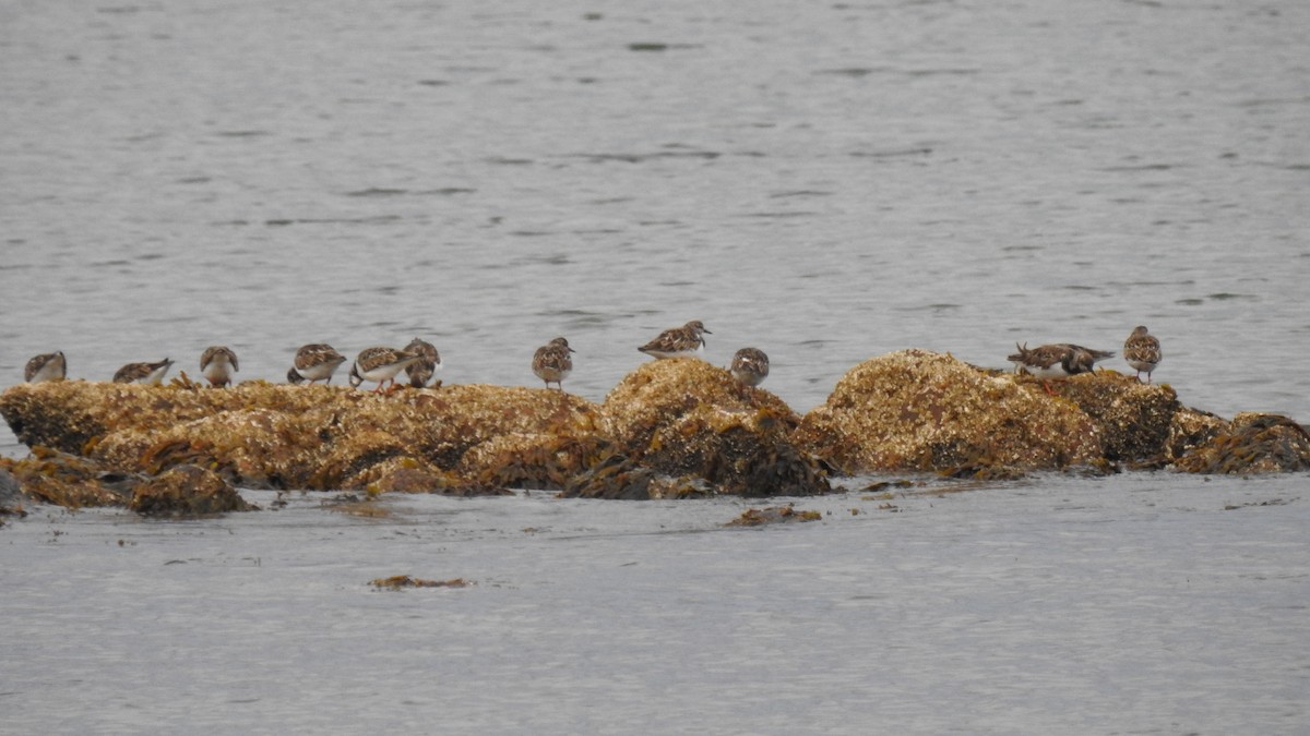 Ruddy Turnstone - ML645581156