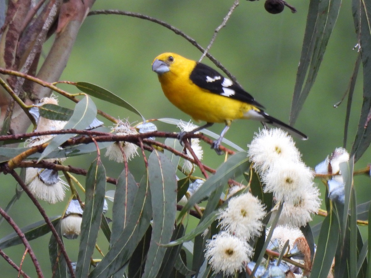 Golden Grosbeak - ML645581157