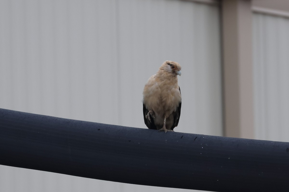 Yellow-headed Caracara - ML645581158
