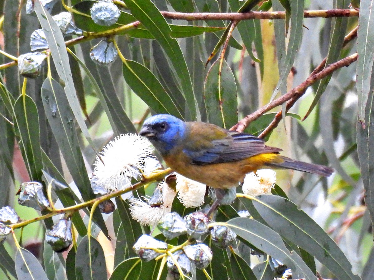 Blue-and-yellow Tanager - ML645581159