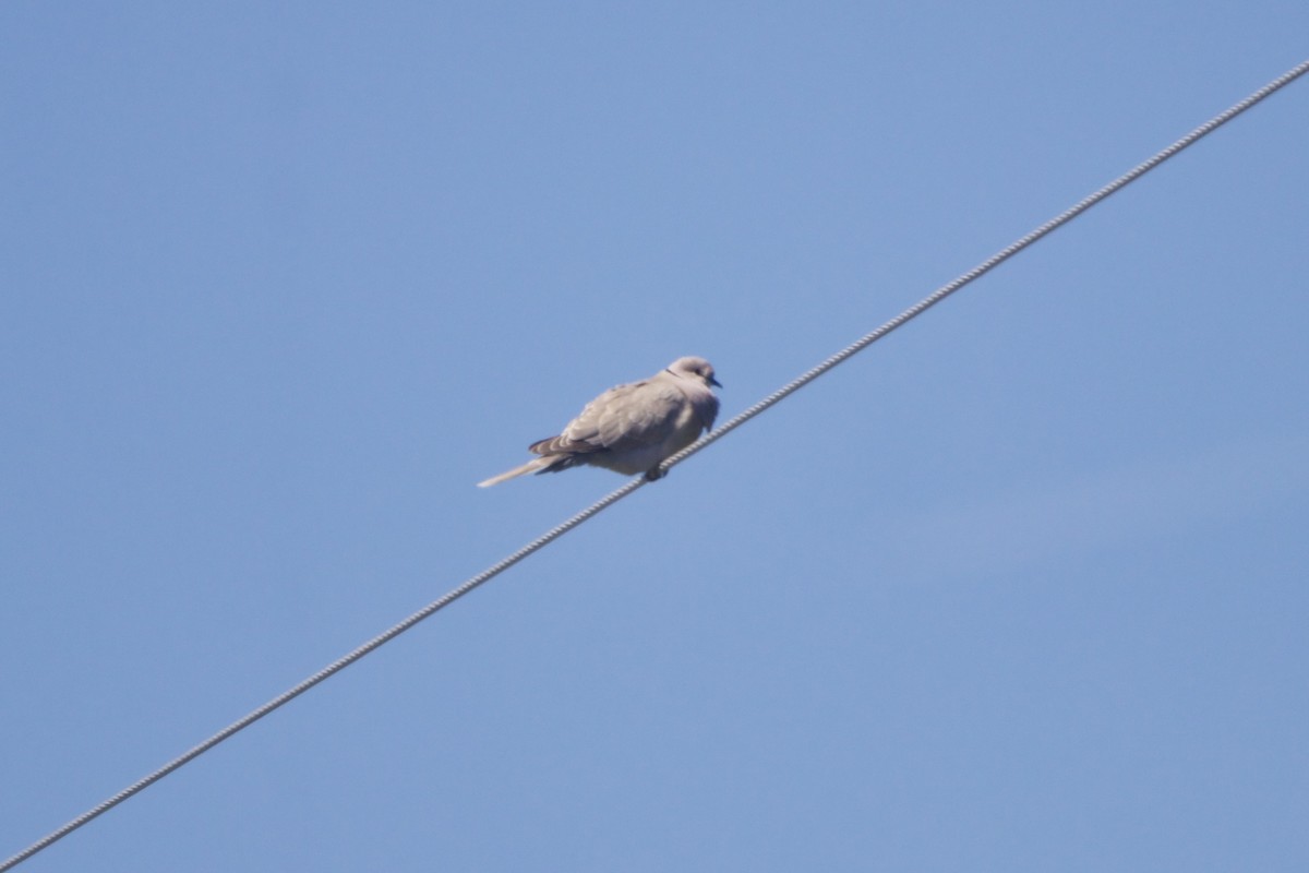 Eurasian Collared-Dove - ML645581160