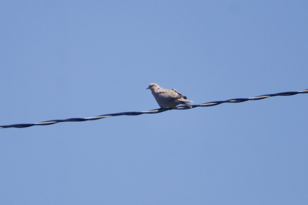 Eurasian Collared-Dove - ML645581161
