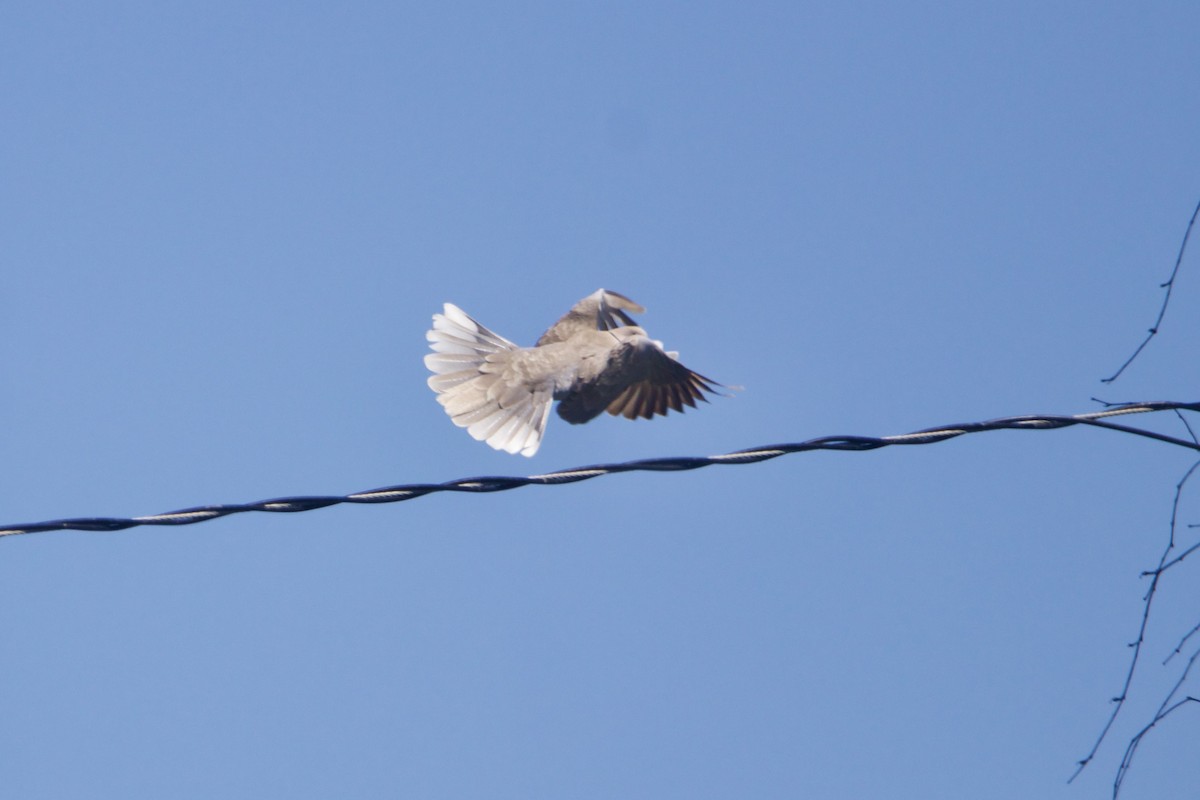 Eurasian Collared-Dove - ML645581162