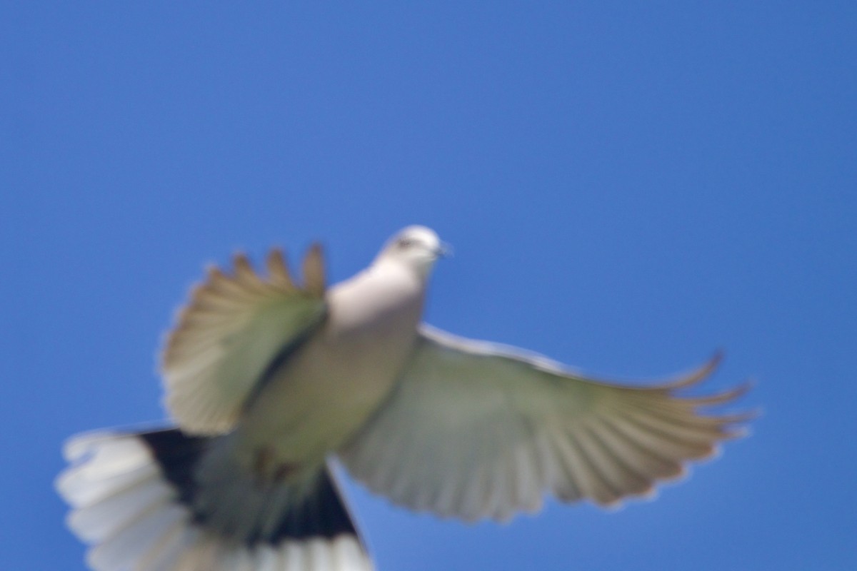 Eurasian Collared-Dove - ML645581163