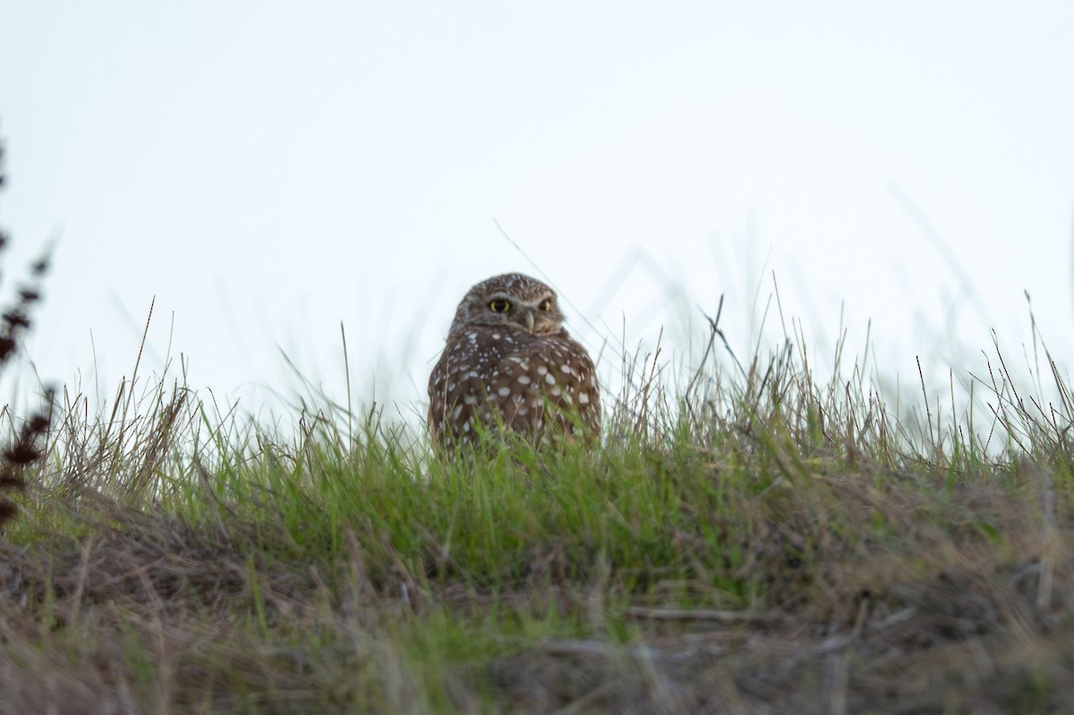 Burrowing Owl - ML645581164