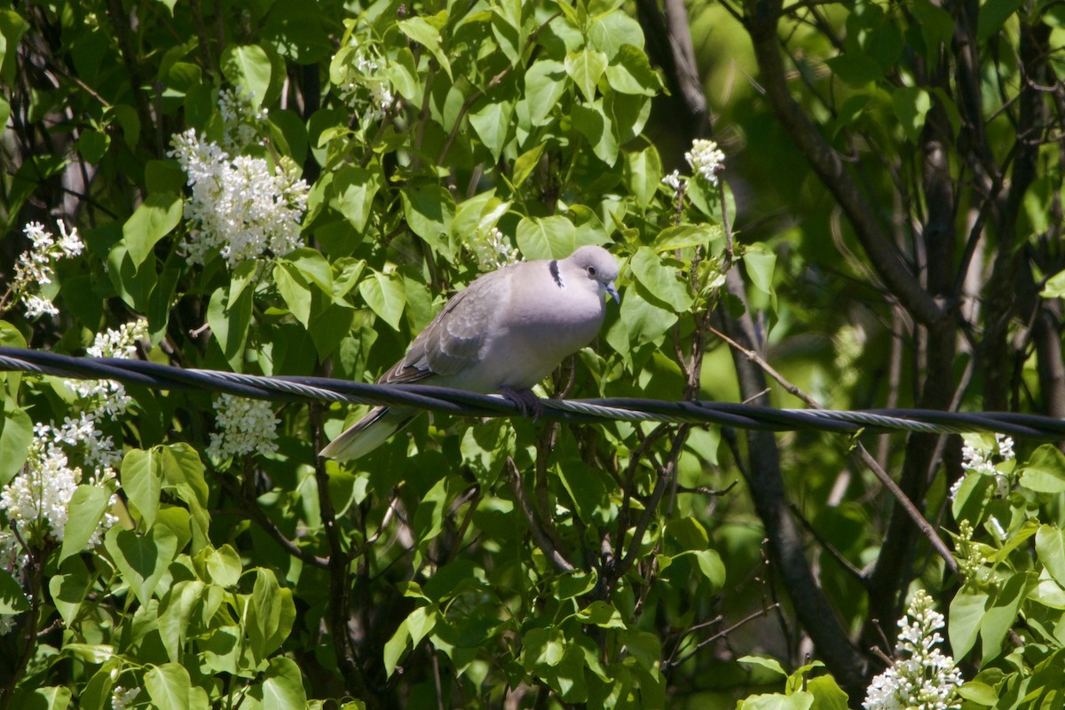 Eurasian Collared-Dove - ML645581165