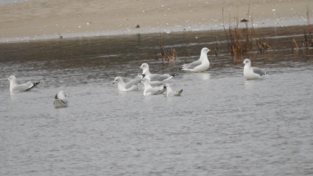 Ring-billed Gull - ML645581166