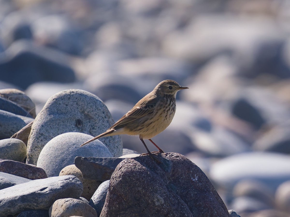 American Pipit - ML645581167