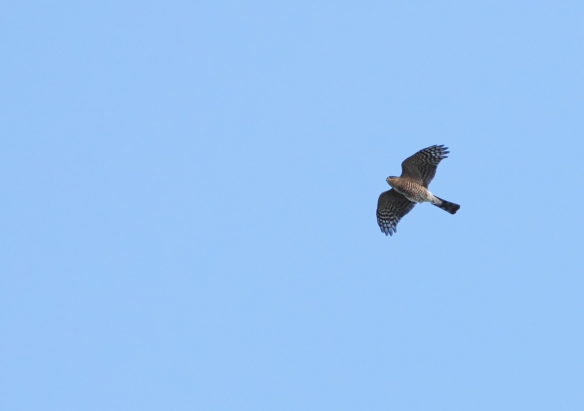 Sharp-shinned Hawk (Northern) - ML645581168