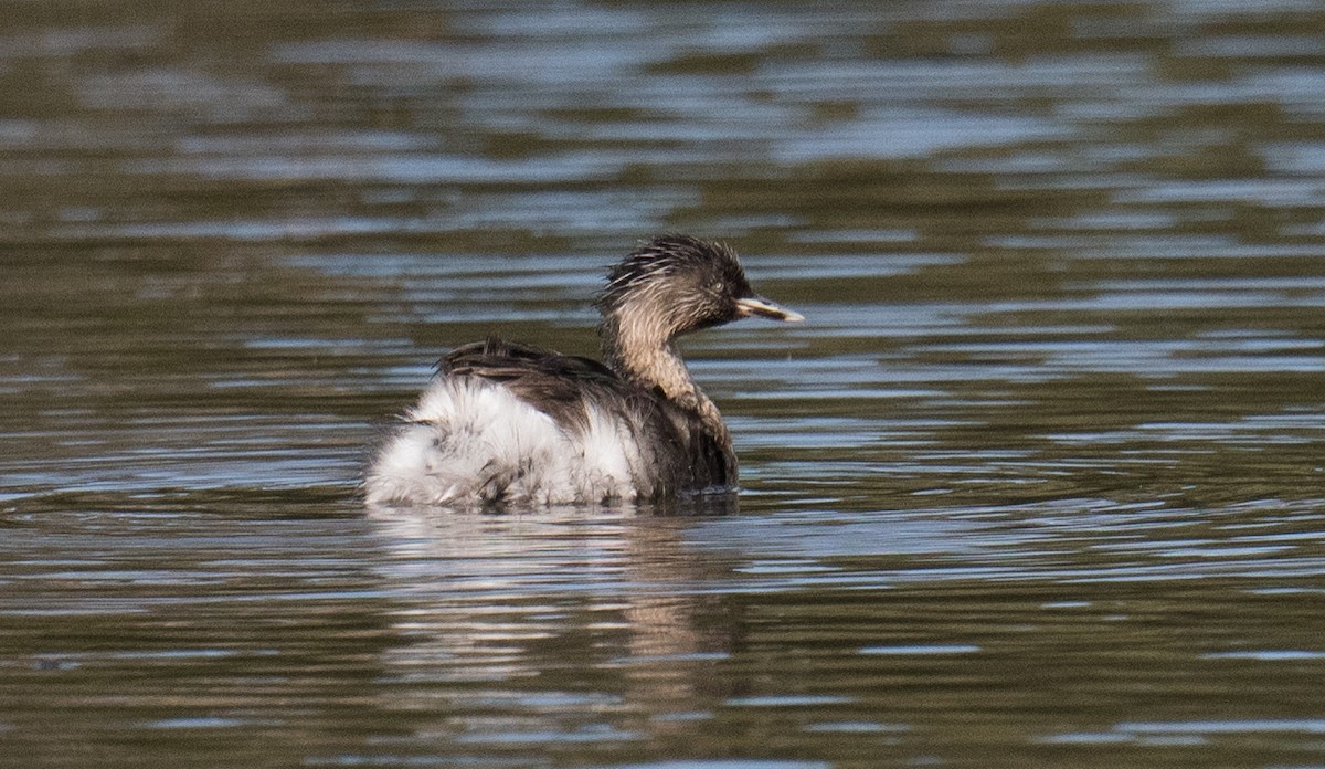Hoary-headed Grebe - ML645581169