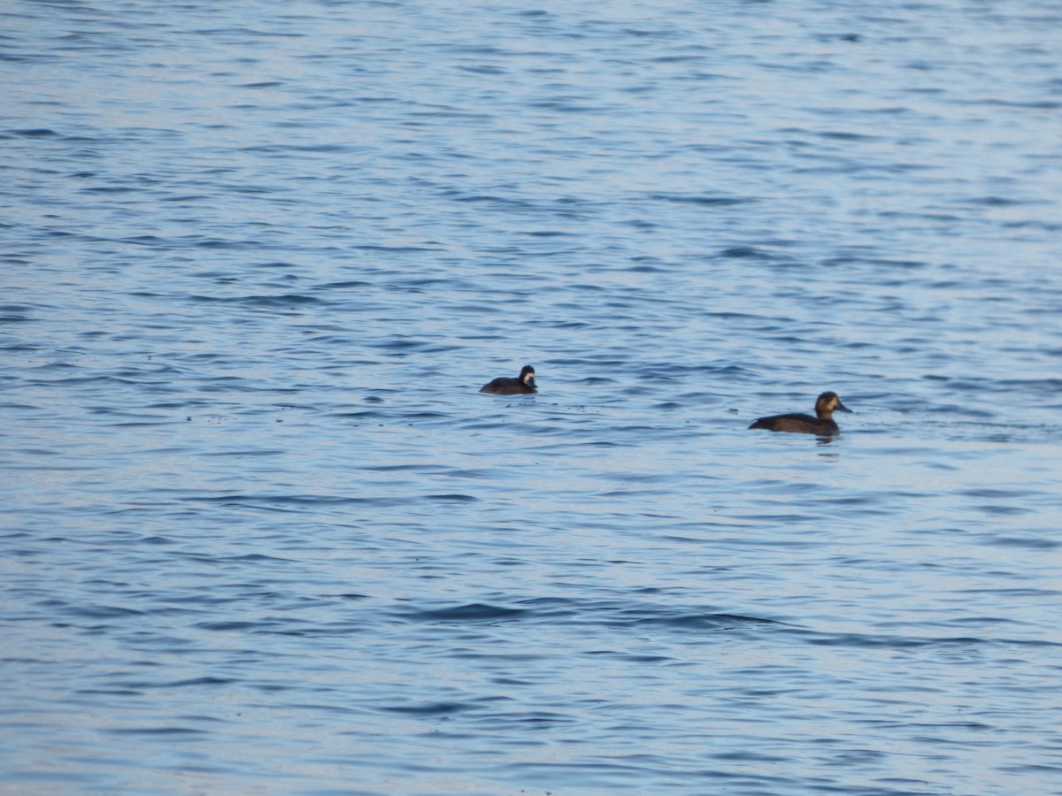 Redhead - ML645581172