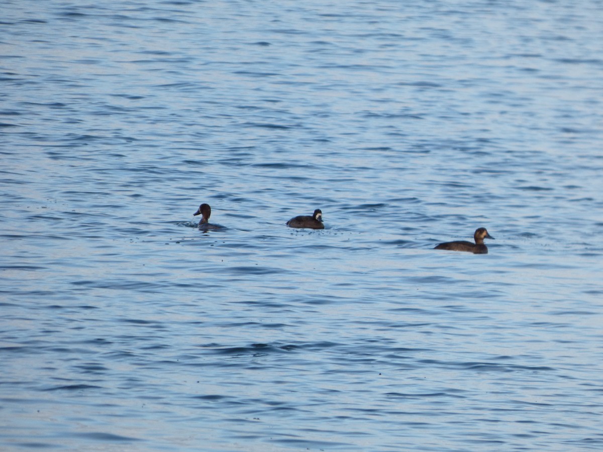 Redhead - ML645581175