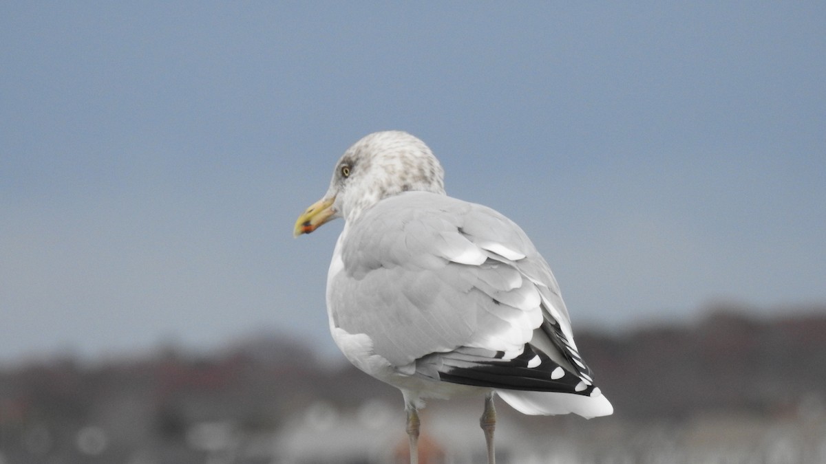 American Herring Gull - ML645581181