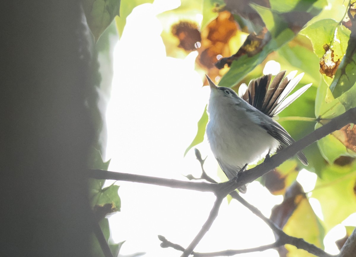 Комароловка сиза (підвид caerulea) - ML645581183