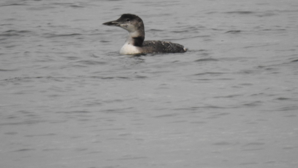 Buz Dalgıcı - ML645581184