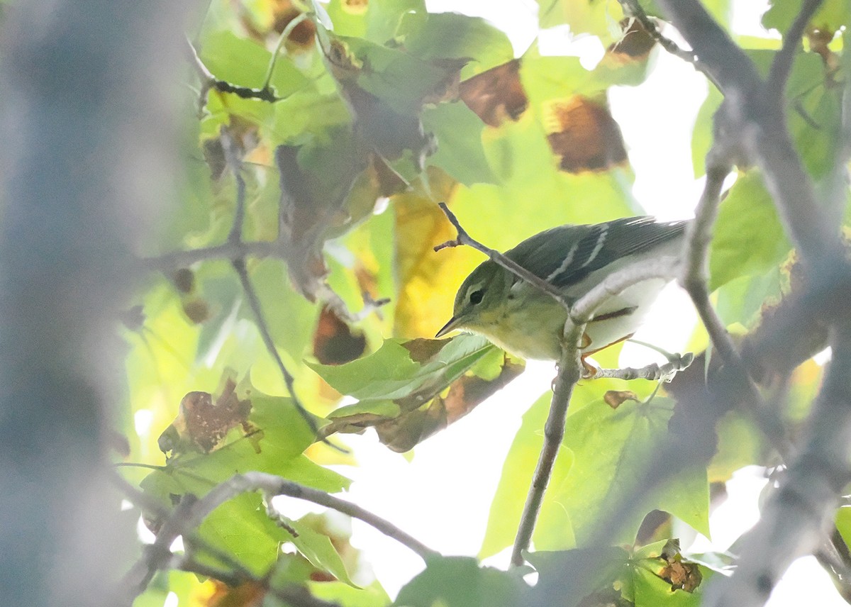 Blackpoll Warbler - ML645581186