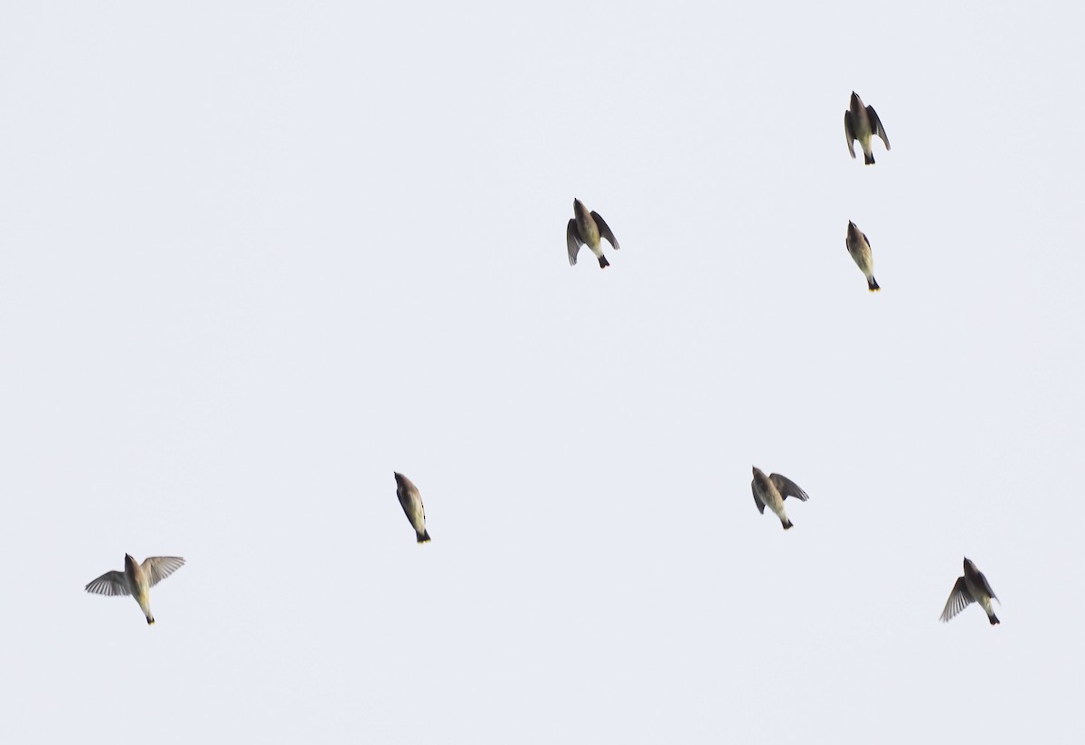 Cedar Waxwing - ML645581193