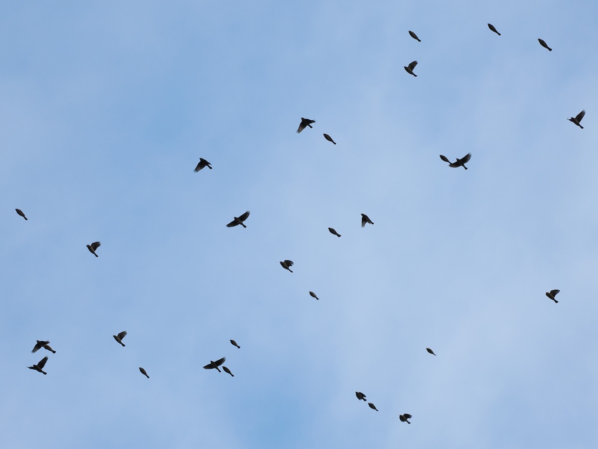 Red-winged Blackbird (Red-winged) - ML645581201