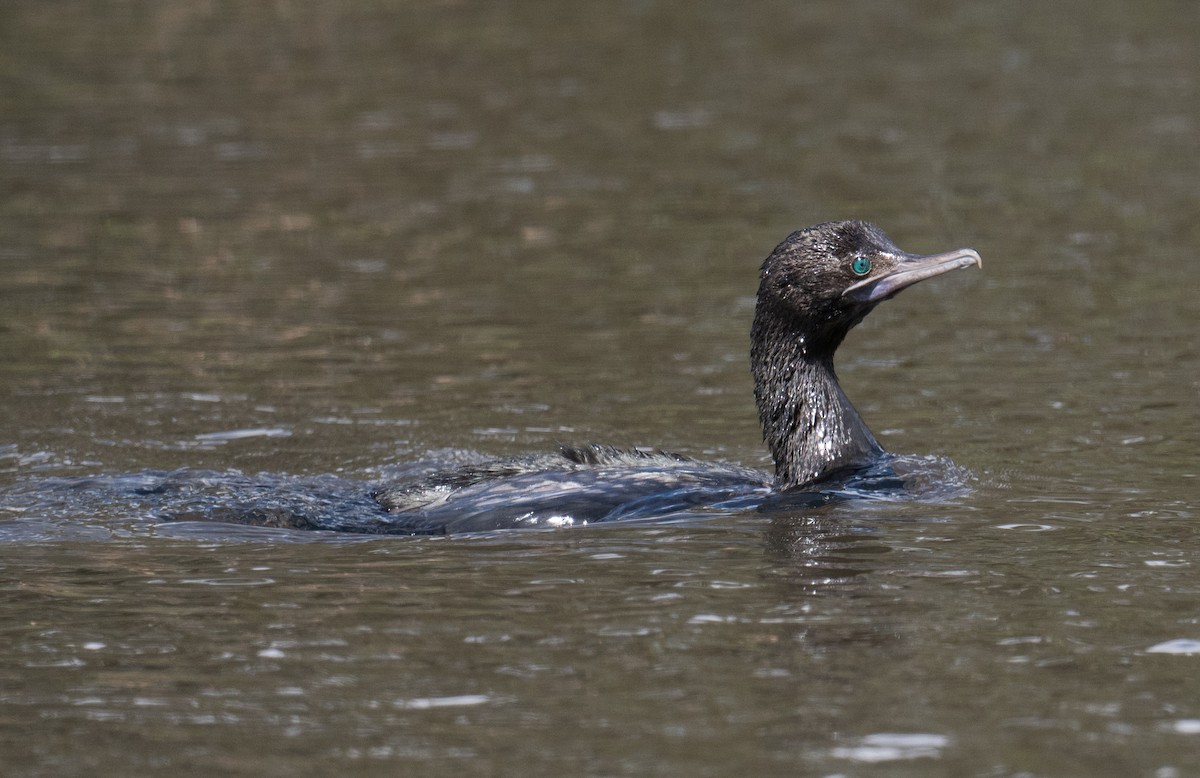 Little Black Cormorant - ML645581203