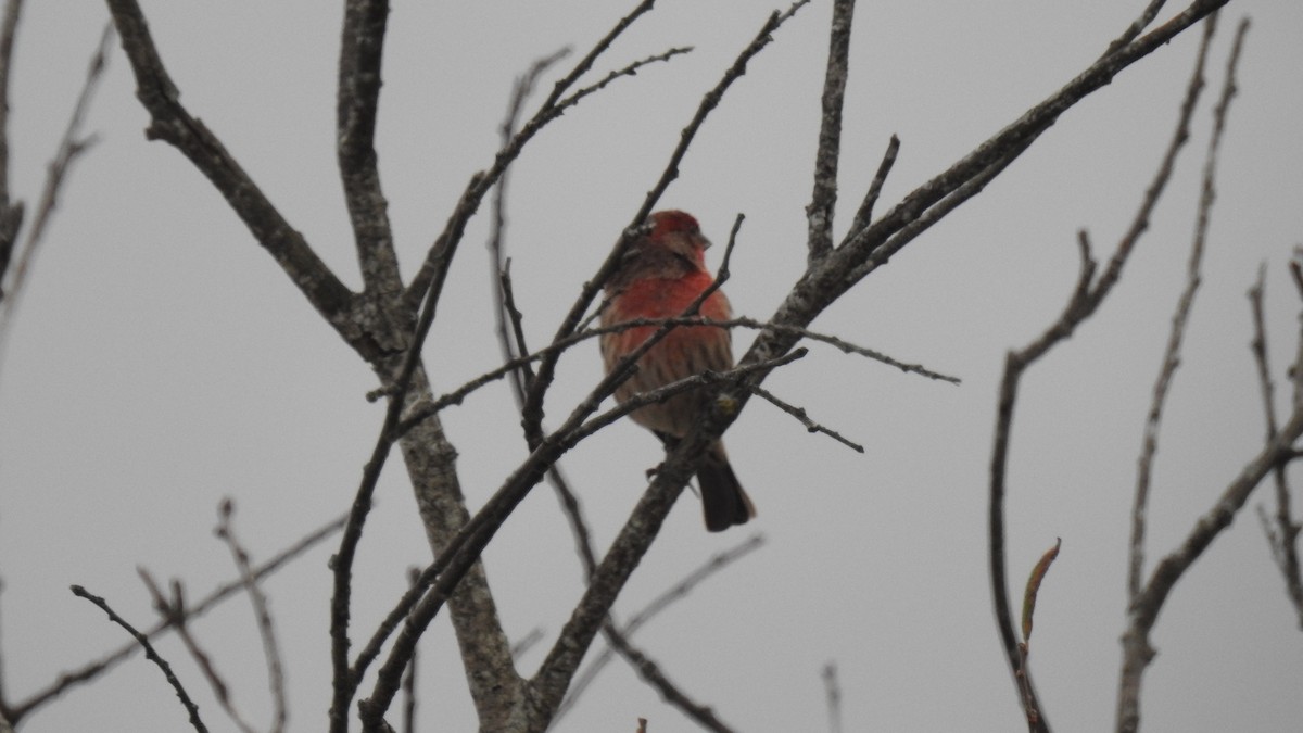 House Finch - ML645581204