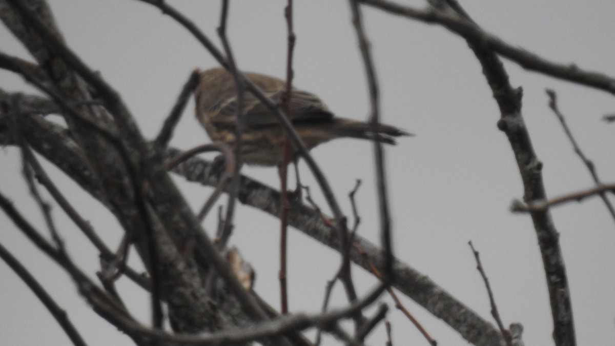 House Finch - ML645581205