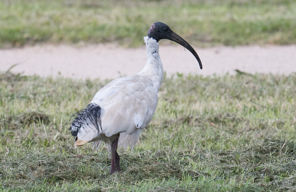 Australian Ibis - ML645581206