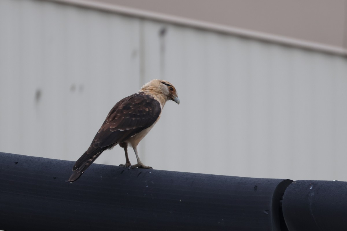 Yellow-headed Caracara - ML645581211