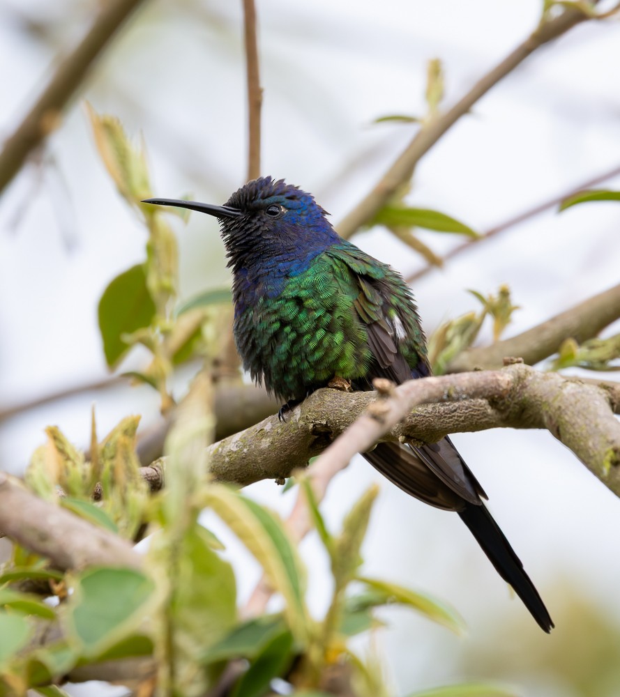 Swallow-tailed Hummingbird - ML645581214