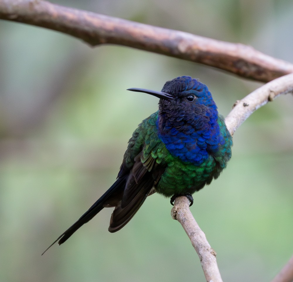 Swallow-tailed Hummingbird - ML645581215