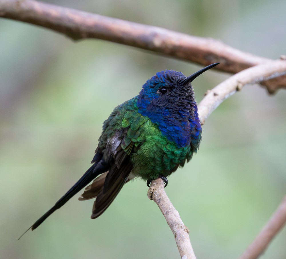 Swallow-tailed Hummingbird - ML645581216