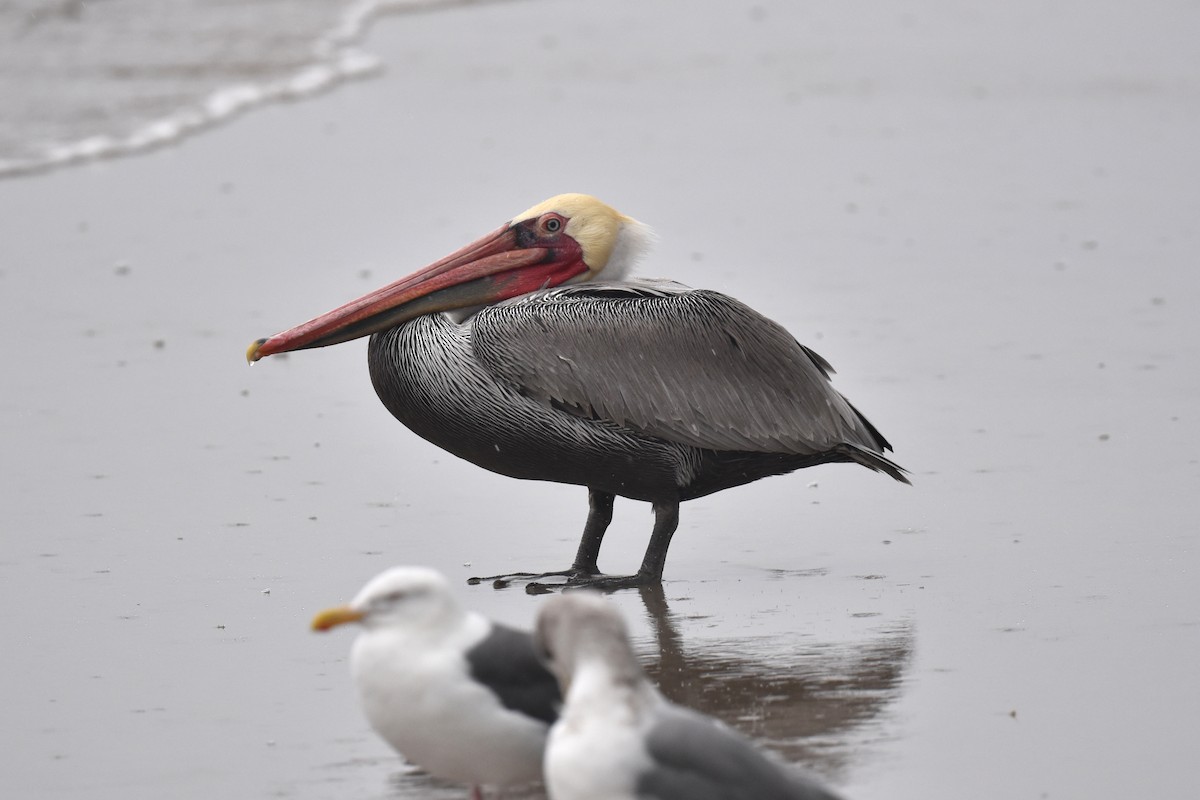 Brown Pelican - ML645581217