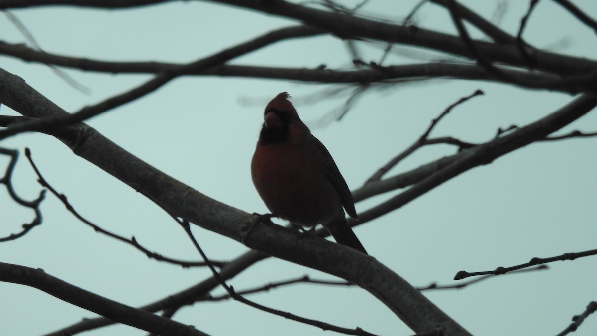 Northern Cardinal - ML645581218