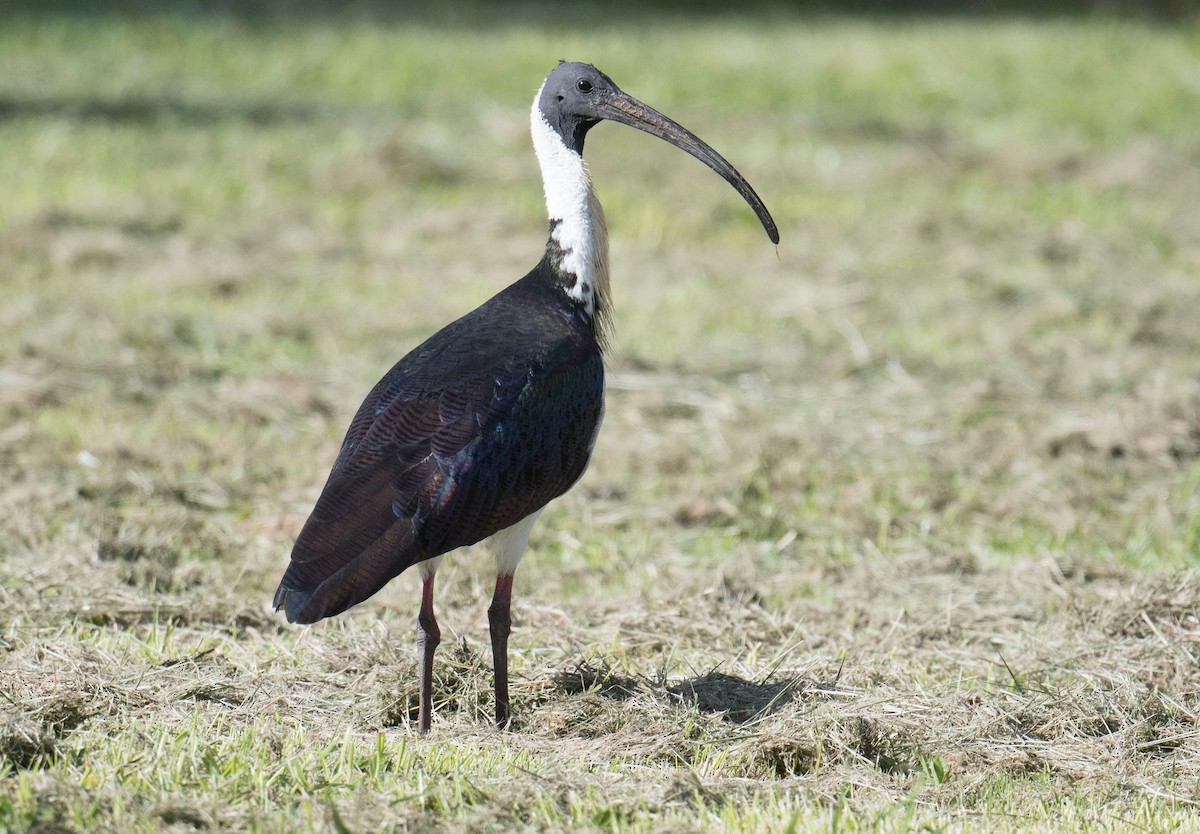 Straw-necked Ibis - ML645581219