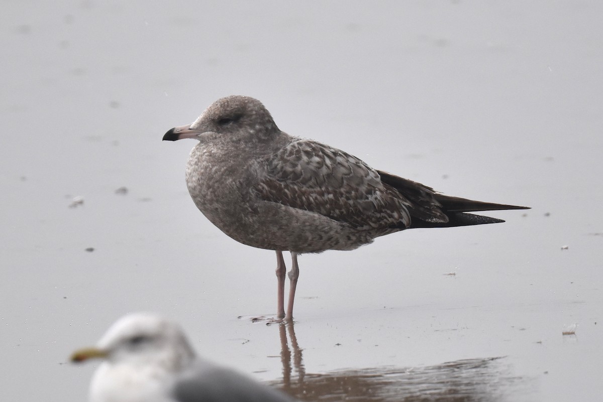 California Gull - ML645581220