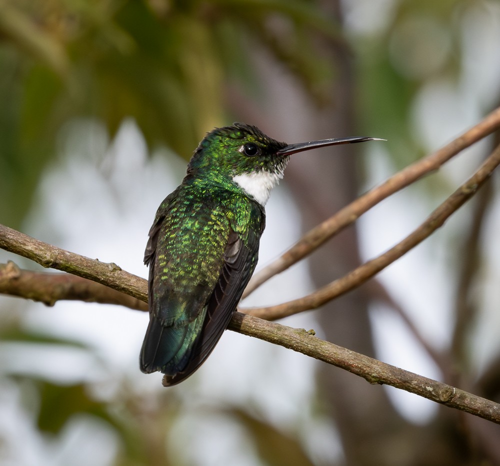 White-throated Hummingbird - ML645581225