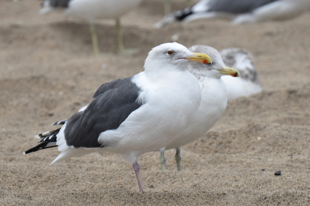Western Gull - ML645581226