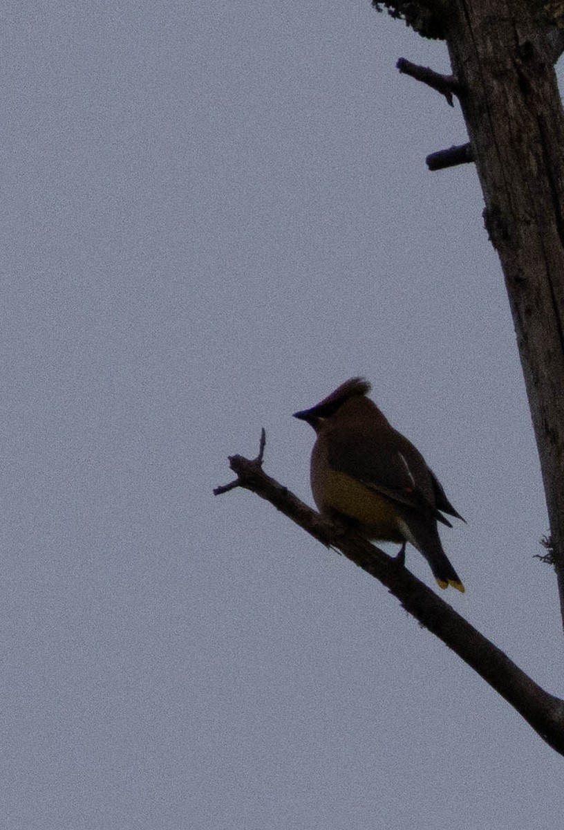 Cedar Waxwing - ML645581227