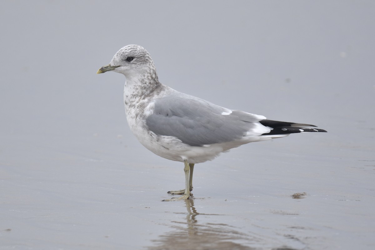 Short-billed Gull - ML645581228