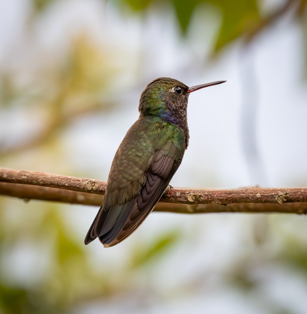 Sapphire-spangled Emerald - ML645581229