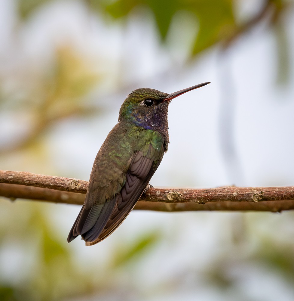 Sapphire-spangled Emerald - ML645581230