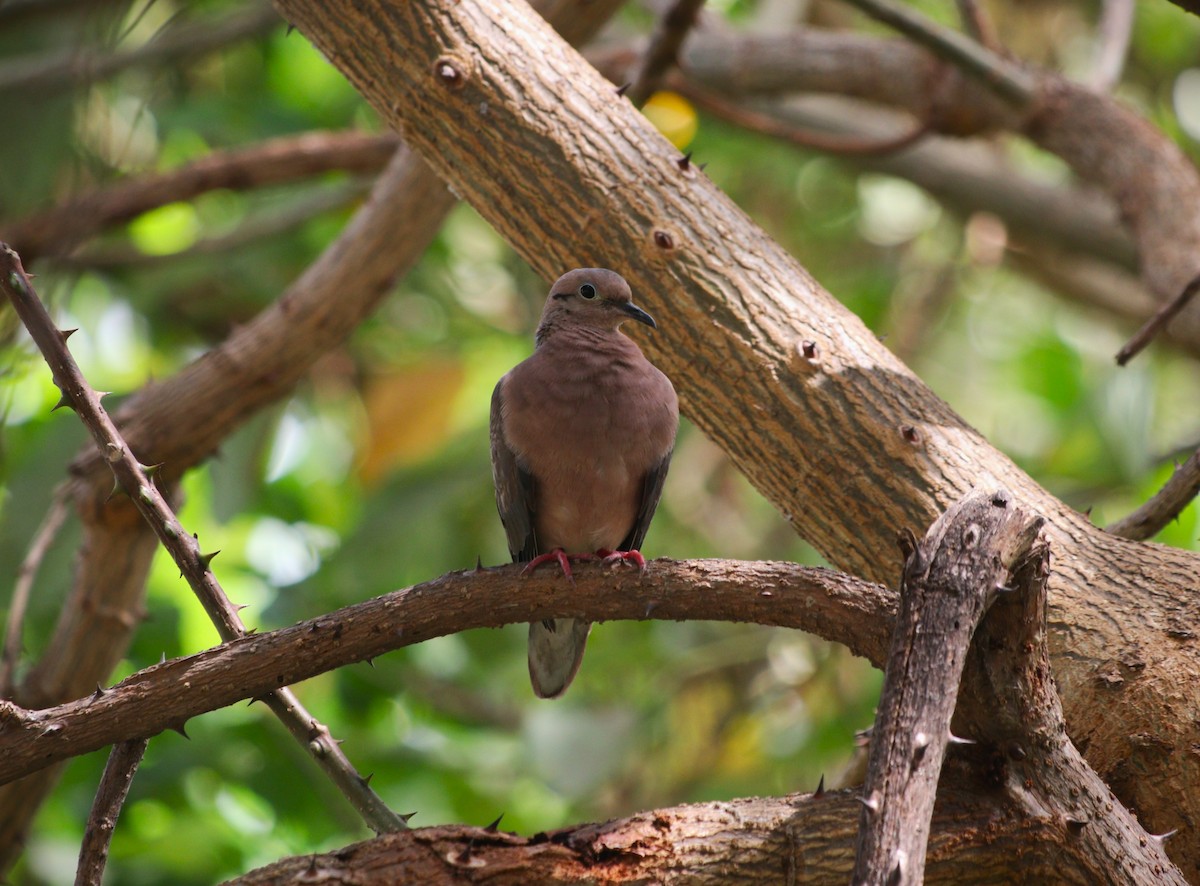 Eared Dove - ML645581231