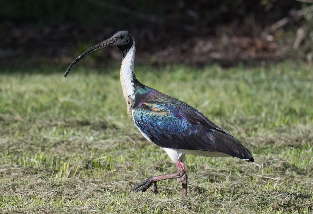 Straw-necked Ibis - ML645581232