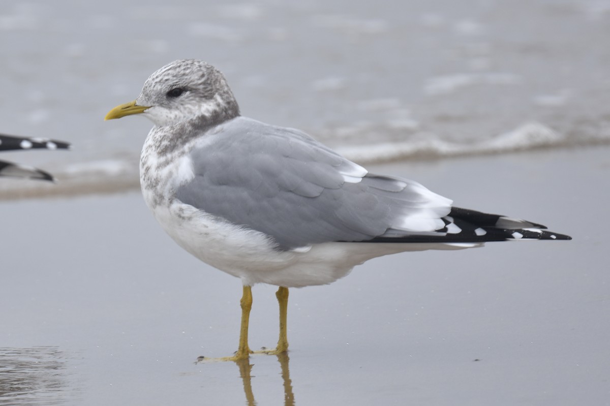 Short-billed Gull - ML645581233